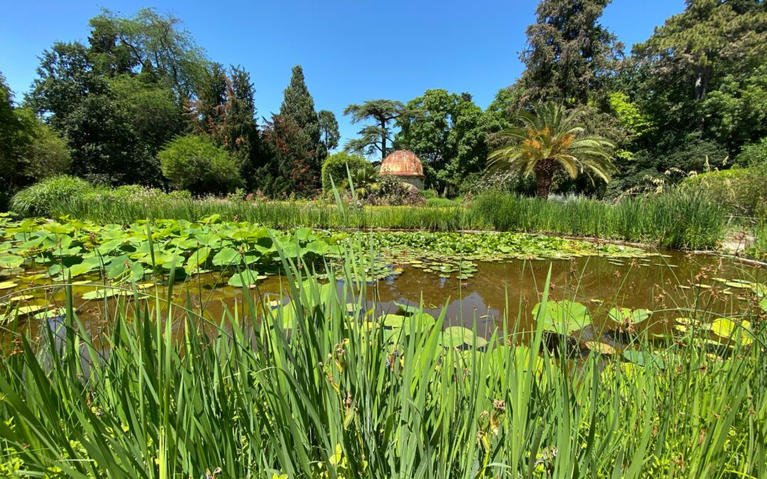 Plongée philosophique dans le jardin du vivant