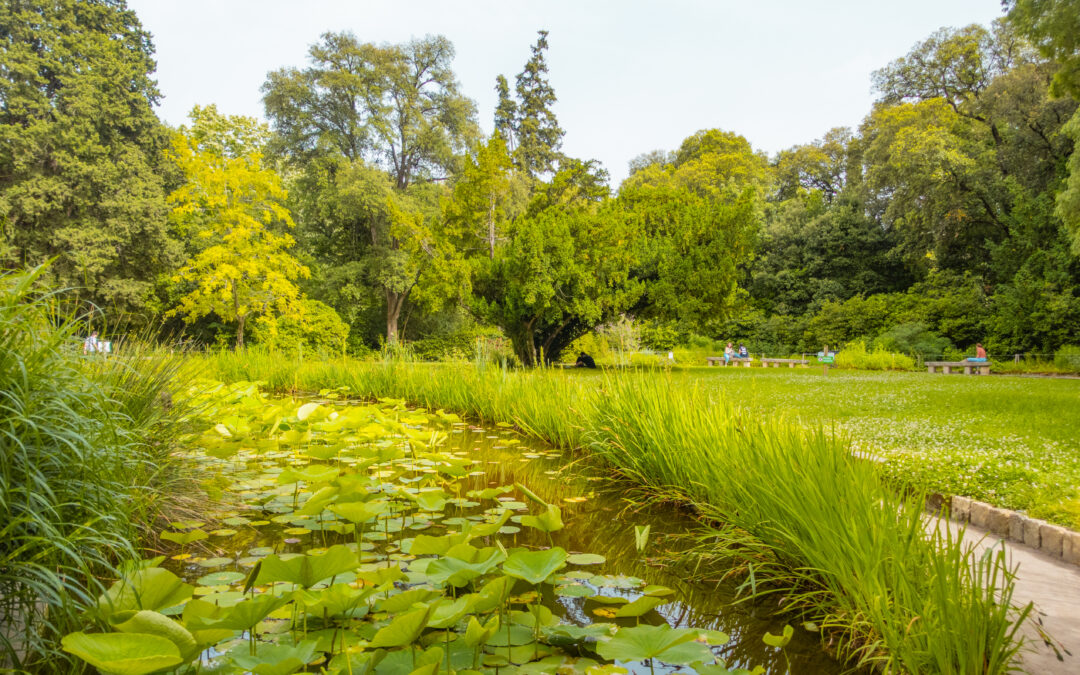 Du jardin de la Reine au Jardin des plantes