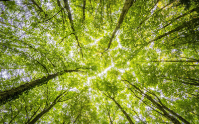 Soirée Conférence à La Base : « Stopper la déforestation : oui, mais comment ? »