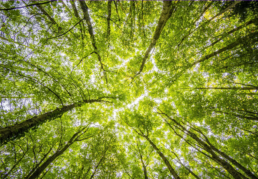 Soirée Conférence à La Base : « Stopper la déforestation : oui, mais comment ? »