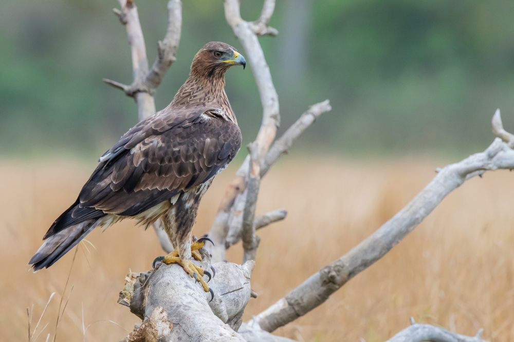 Ciné-débat Aigles et Escalade