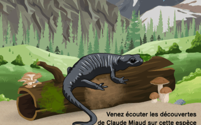 Conférence sur la Salamandre de Lanza, par Claude Miaud